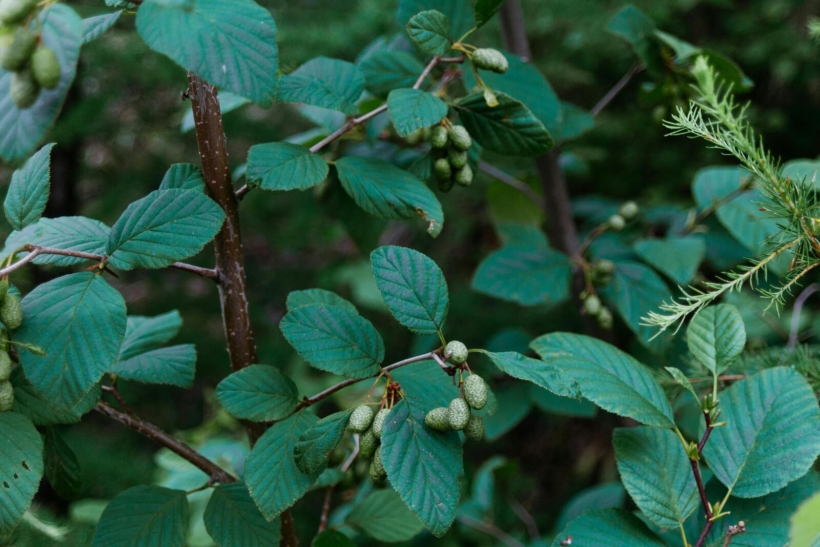 Alergia na olchę – objawy, leczenie Alergia na olchę – objawy, leczenie